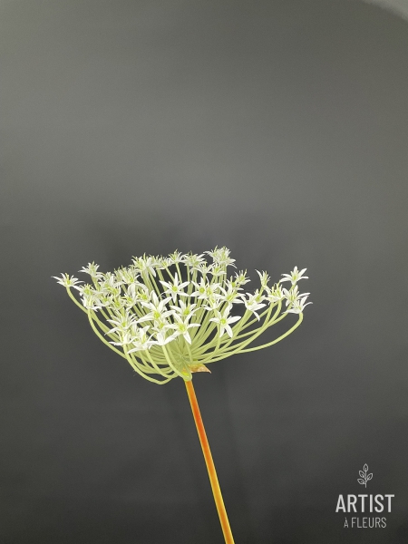 Allium wit Groot