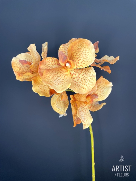 Orchidee oranje