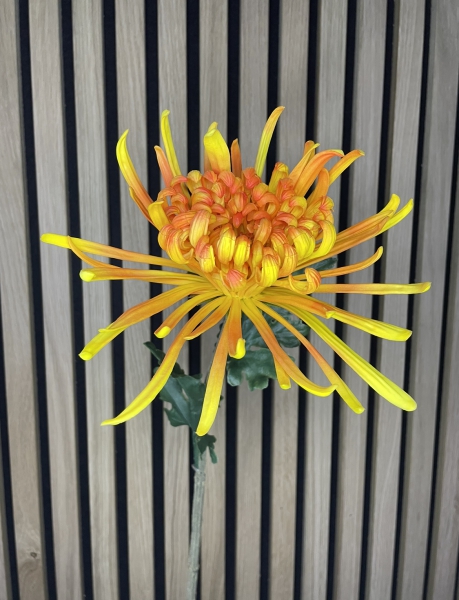Chrysant oranje 68cm