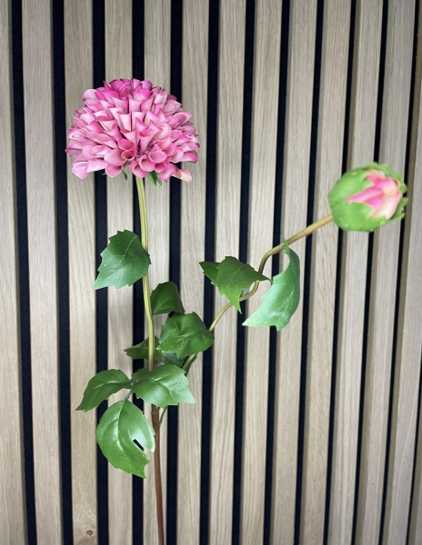 Dahlia roze / rood kleinbloemig