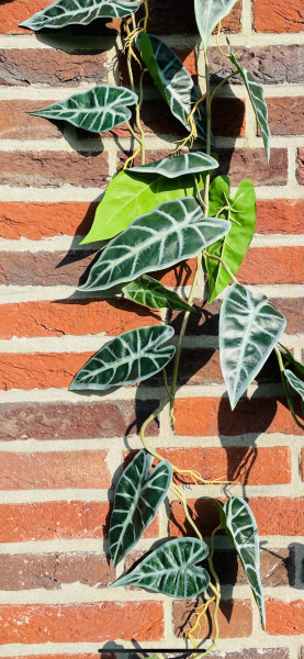 Alocasia Guirlande 105cm