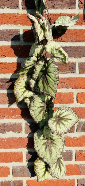 Begonia Guirlande paars 110cm